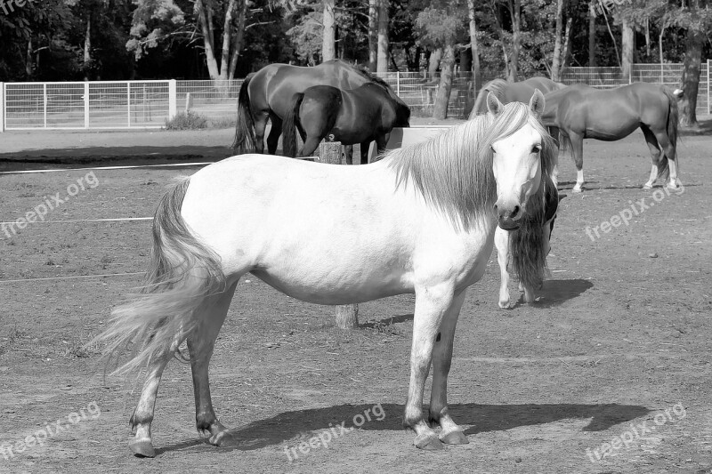 Mold Horses White Horse Black White Free Photos