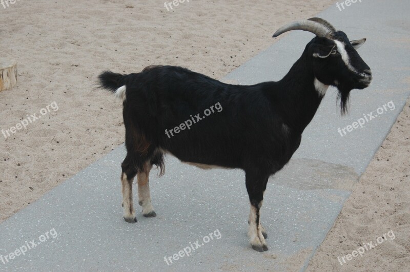 Goat Black Horns Zoo Animal