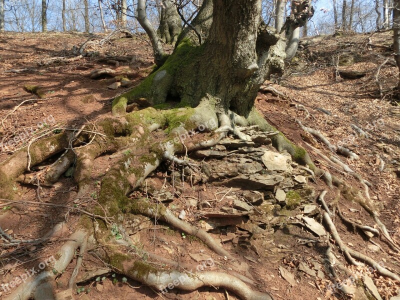 Forest Mountains Moss Schaumburg Weser Uplands