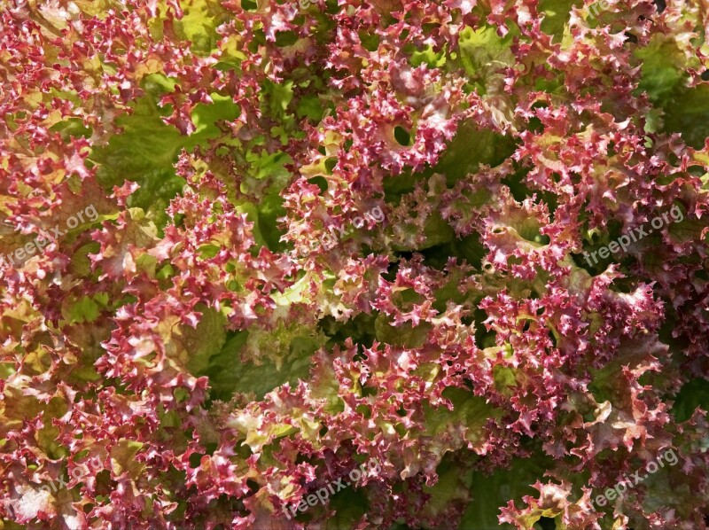 Lettuce Leaf Leaves Red Salad