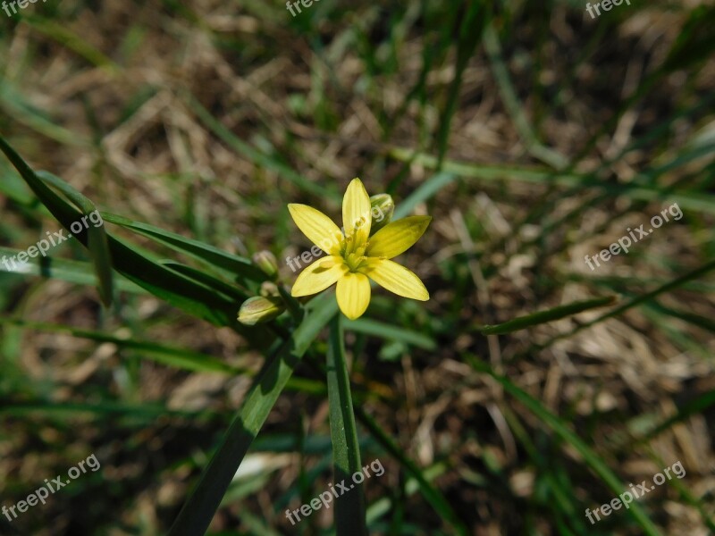 Spring Grass Nature Greens Kvіtka