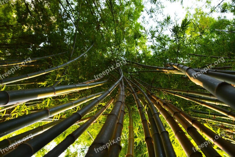 Bamboo Leaves Tropical Shoots Poles