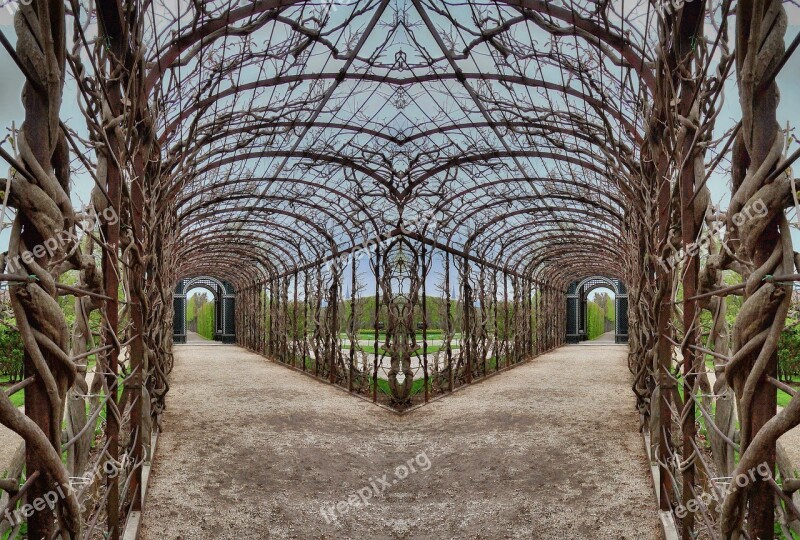 Pergola Roses Branches Plant Symmetry