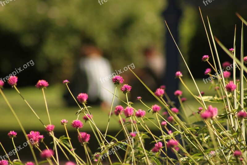 Paris Park Flowers Nature Flower