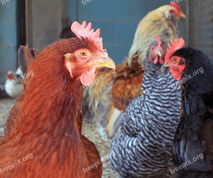 Chicken Hen Pullet Agriculture Red