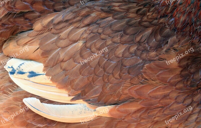 Feather Chicken Close Up Red Chick Close