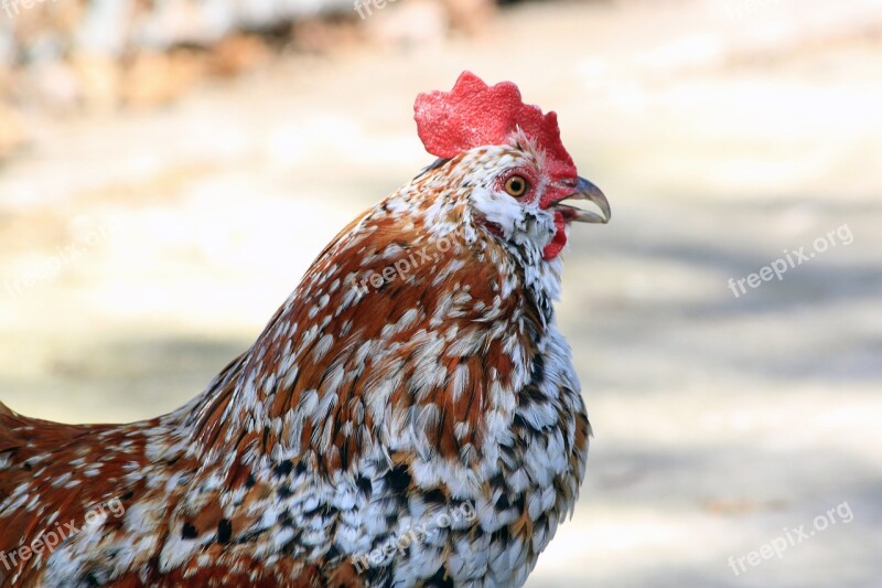 Rooster Cockerel Bantam Profile Black