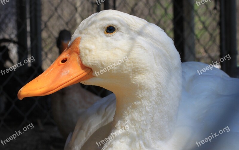 Duck Pekin Peking White Eye