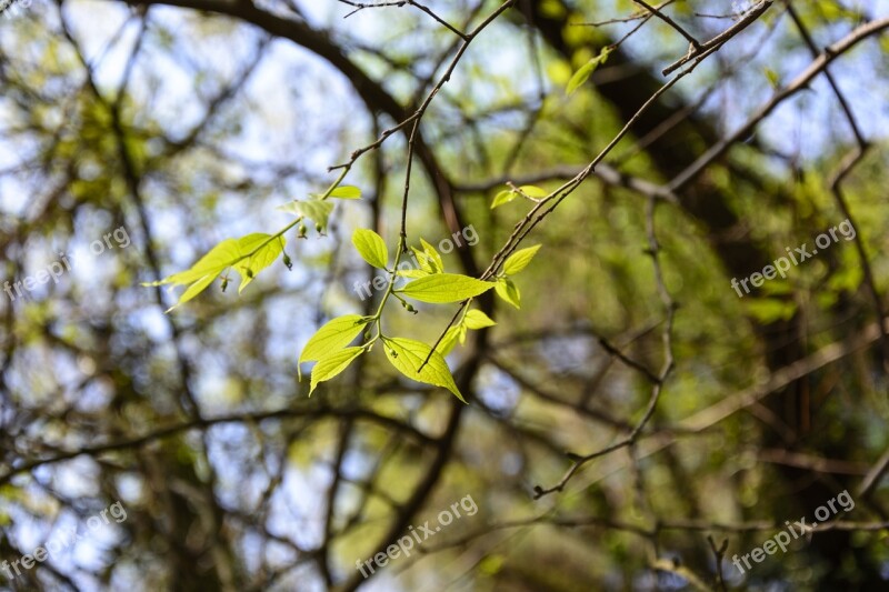 Sunshine The Leaves Spring Branch Woods