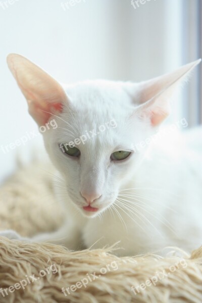 Cat Oriental Cute White Animals