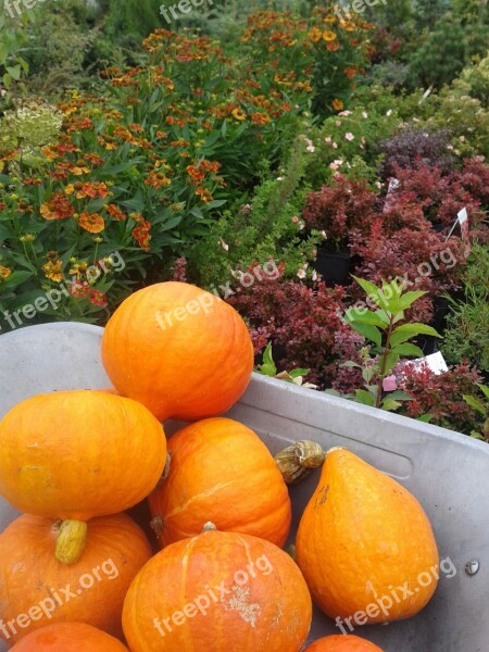 Nature Vegetables Eating The Cultivation Of Fresh