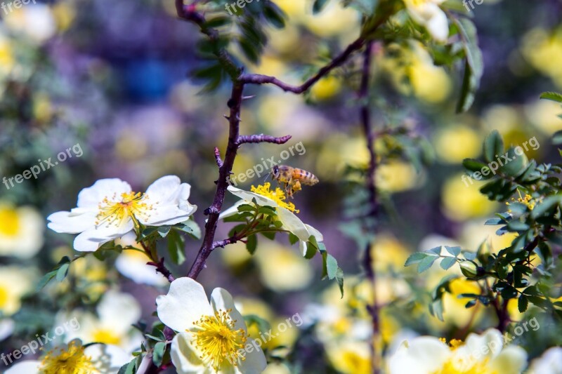 Bee Pollination Pollen Insect Nature