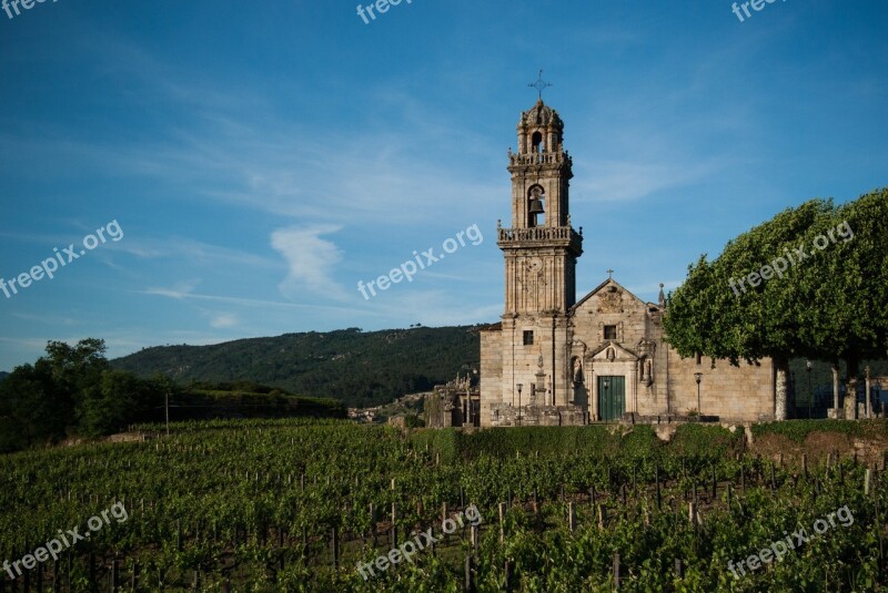 Vineyard Vine Ribeiro Galicia Ourense