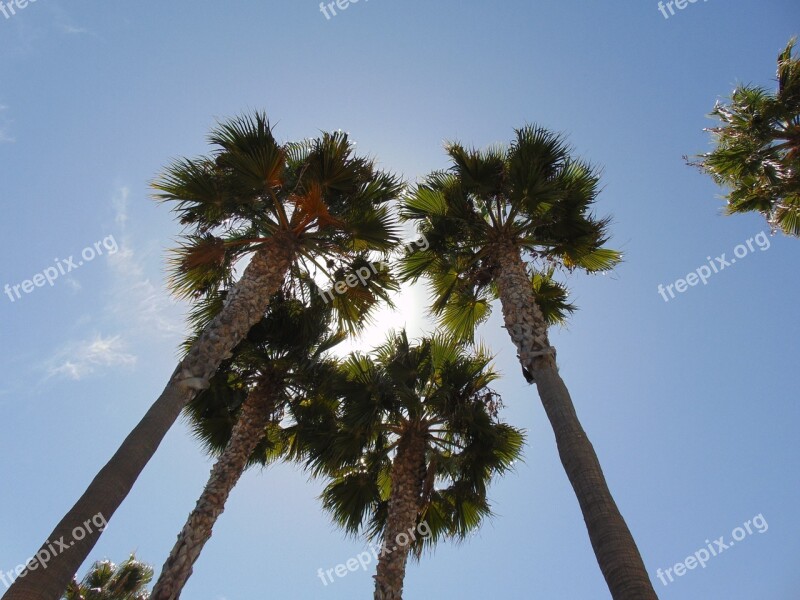 Palm Trees Sunlight Blue Sky Summer