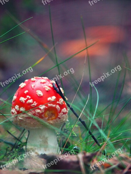 Amanita Mushroom Forest Polyana Poisonous Mushrooms