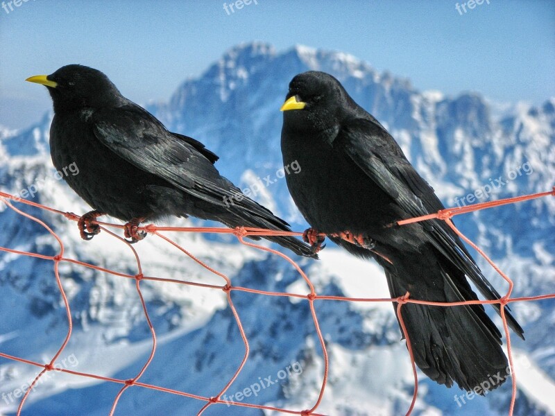 Bird Seer The Dolomites Mountains Marmalade