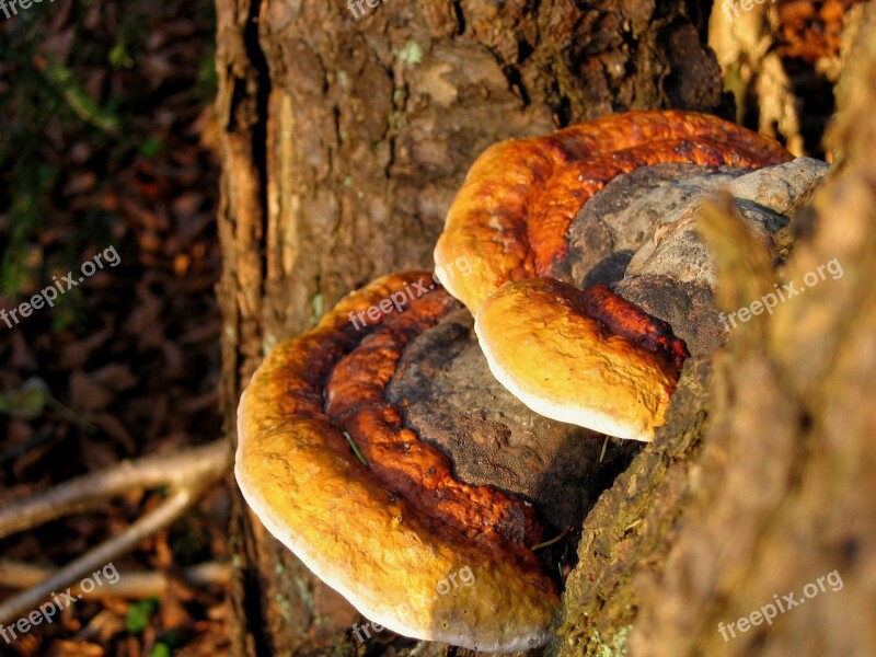 Hub Hubs White Agaric Mushroom Tortoise Mushroom The Parasite