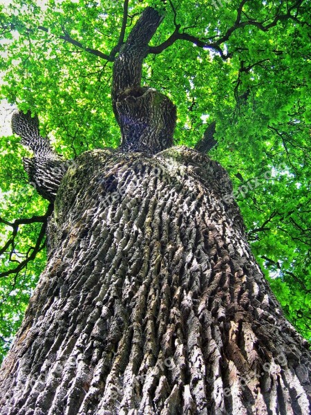 Oak Oaks Tree The Bark Trunk