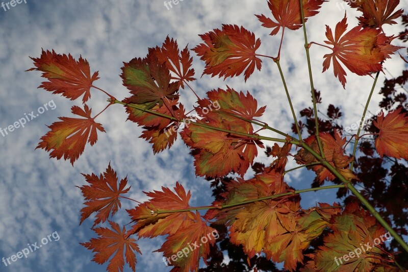 Autumn Fall Leaves Colors Red