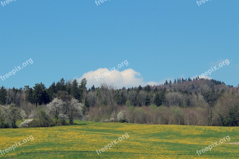 Spring Meadow Forest Meadow Grass Nature