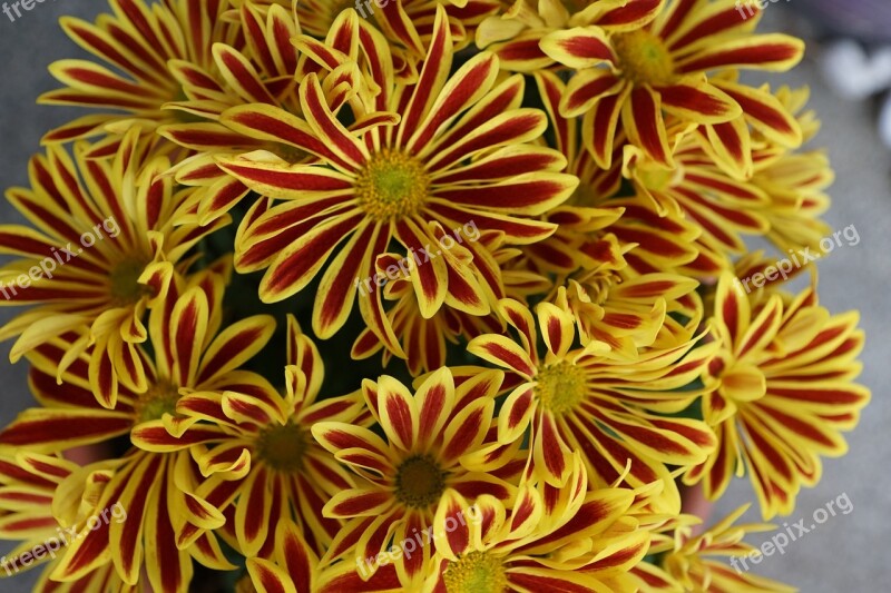 Chrysanthemum Flower Yellow Colorful Plant