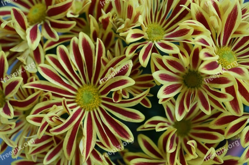 Chrysanthemum Flower Yellow Colorful Plant