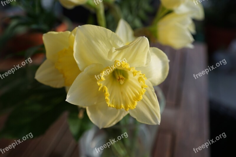 Narcissus Flower Yellow Spring Fragrance