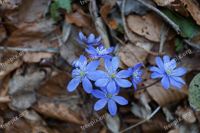 Hepatica Forest Wild Flower Blue Forest Floor