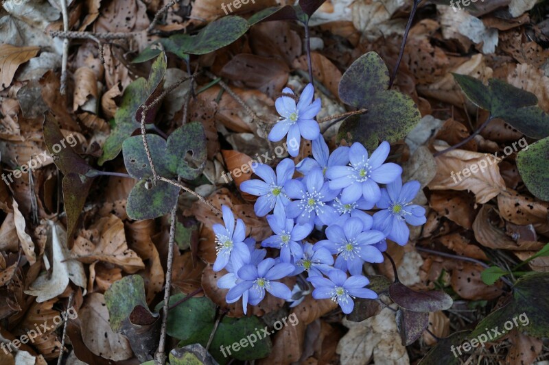 Hepatica Forest Wild Flower Blue Forest Floor