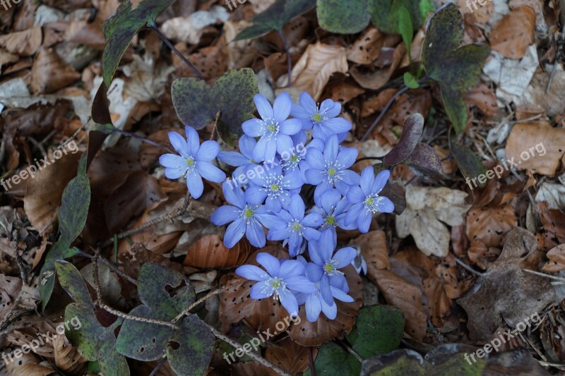 Hepatica Forest Wild Flower Blue Forest Floor