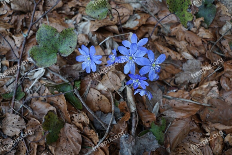 Hepatica Forest Wild Flower Blue Forest Floor