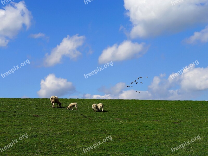 Dike Clouds Sheep North Sea Sky