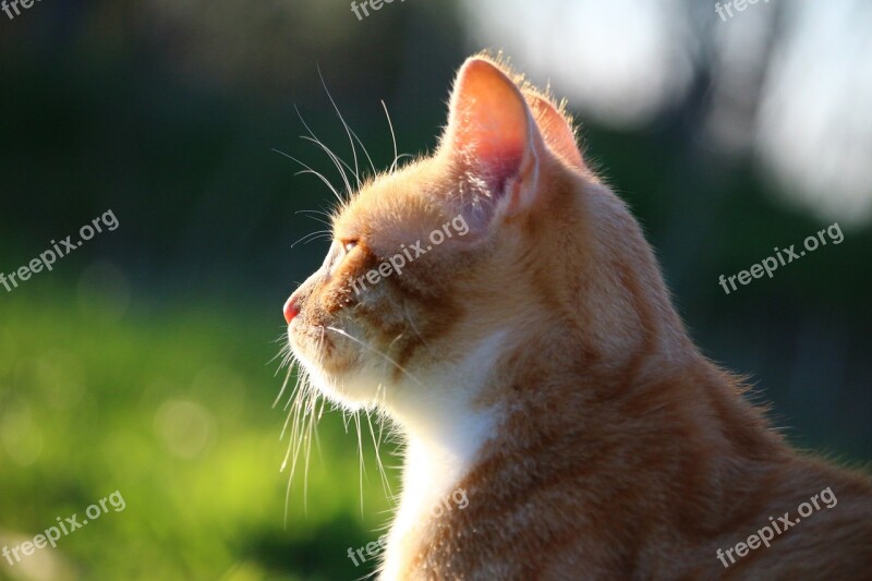 Cat Kitten Red Mackerel Tabby Red Cat Young Cat