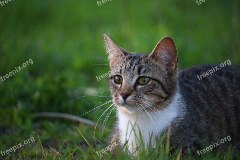 Cat Kitten Mieze Young Cat Domestic Cat