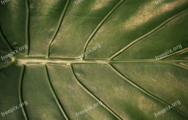 Leaf Veins Nature Foliage Plant