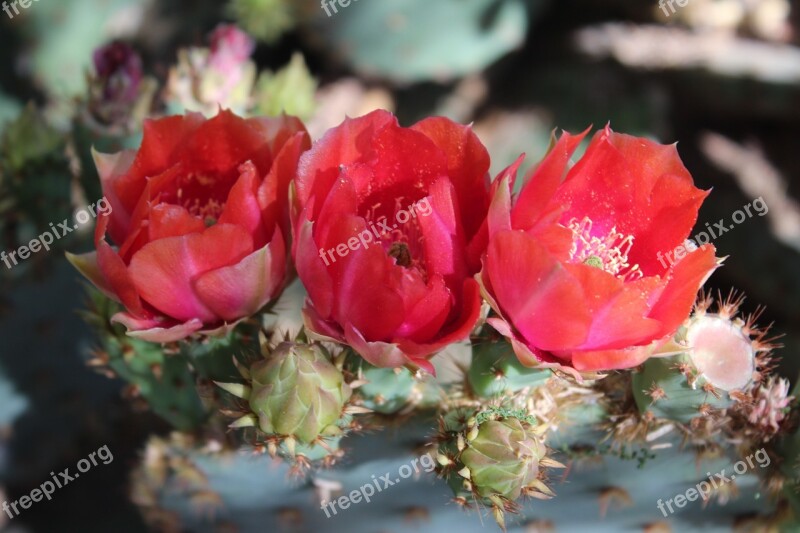 Prickly Pear Blooms Red-orange Cactus Desert