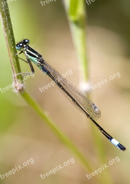 Dragonfly Insect Nature Damsel Free Photos