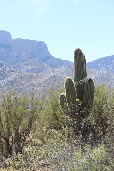 Saguaro Desert Landscape Arizona Cactus Landscape