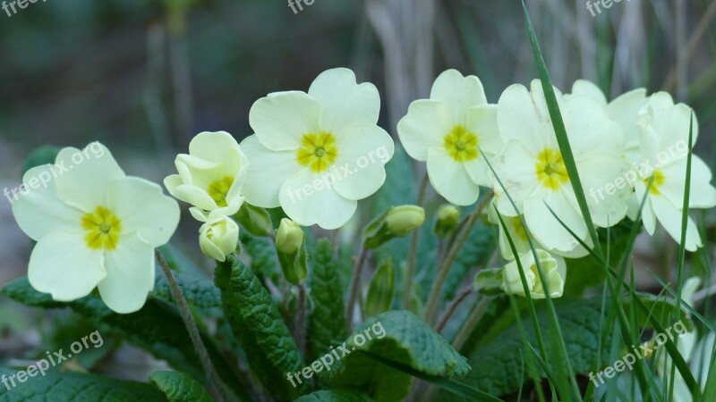 Primula Flowers Herbaceous Flowering White Petals