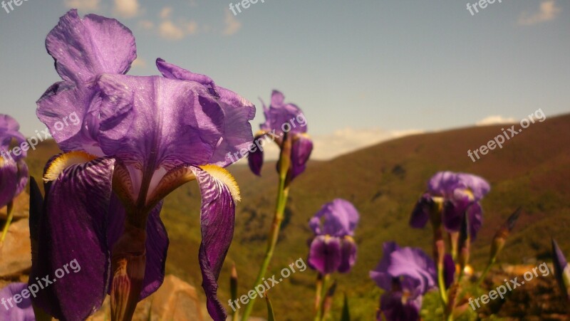 Flowers Color Hybrid Dutch Iris Floristry Bierzo