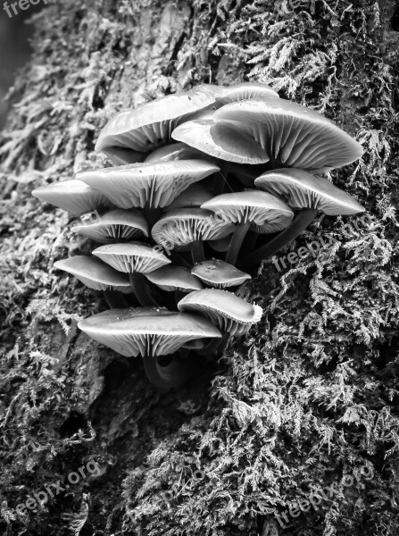 Fungi Tree Nature Fungus Mushroom