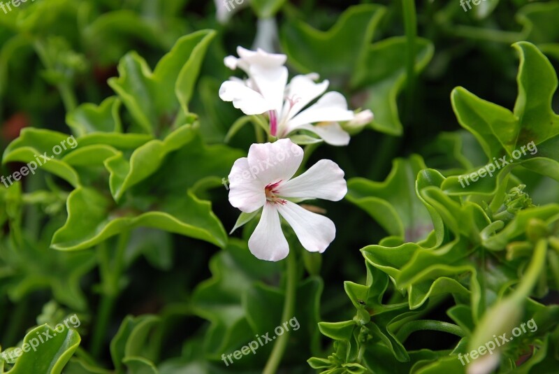 Flower Geranium Petals White Flower Free Photos