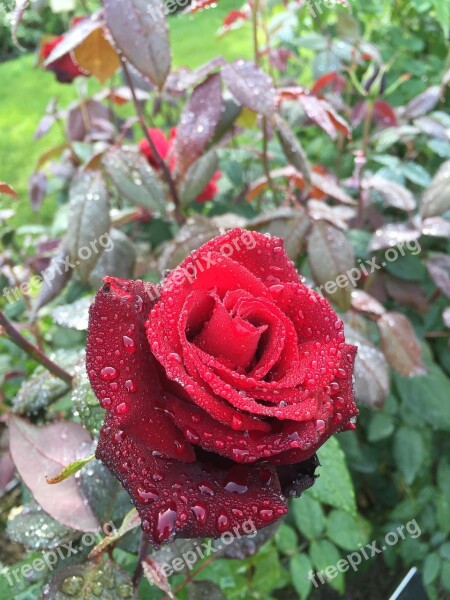 Rose Tampere Hatanpää Arboretum Free Photos