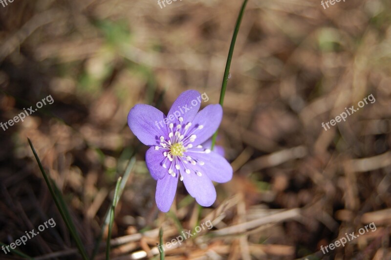 Blue Anemone Focus Plant Spring Flower