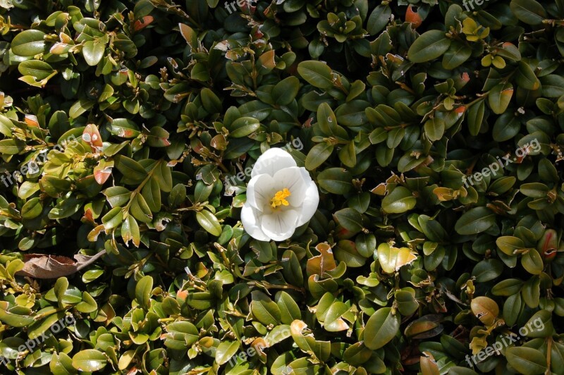 Crocus Bush Spring Green Fence Ass