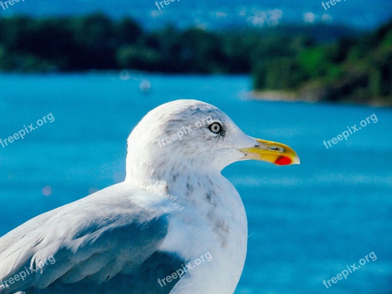 Gull Bird Wildlife Nature Animal