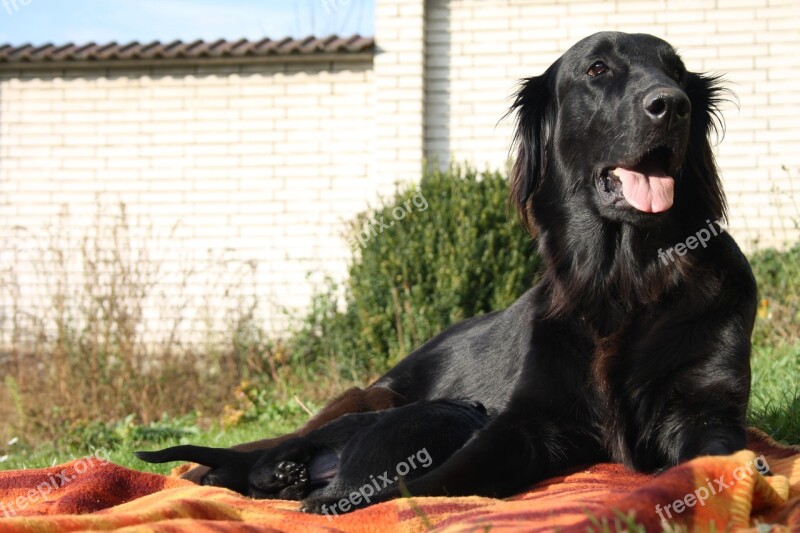 Dog Bitch Black Coat Labrador Hybrid