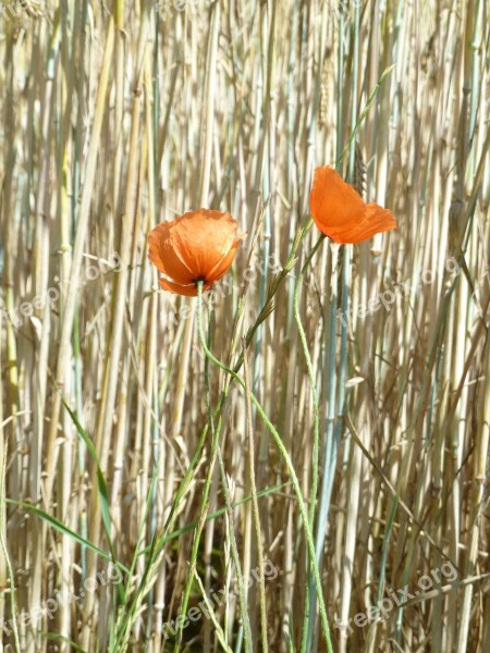 Sand Poppy Poppy Flower Blossom Bloom