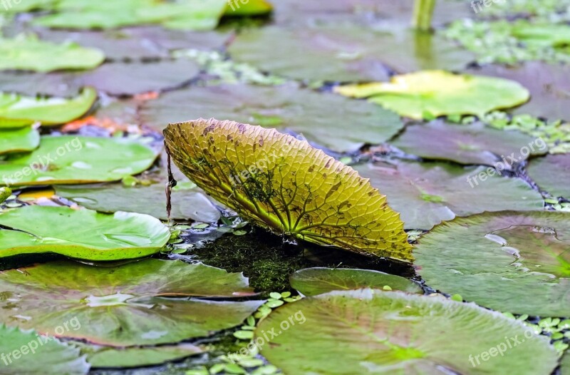 Lily Pad Water Pond Plant Green Swim