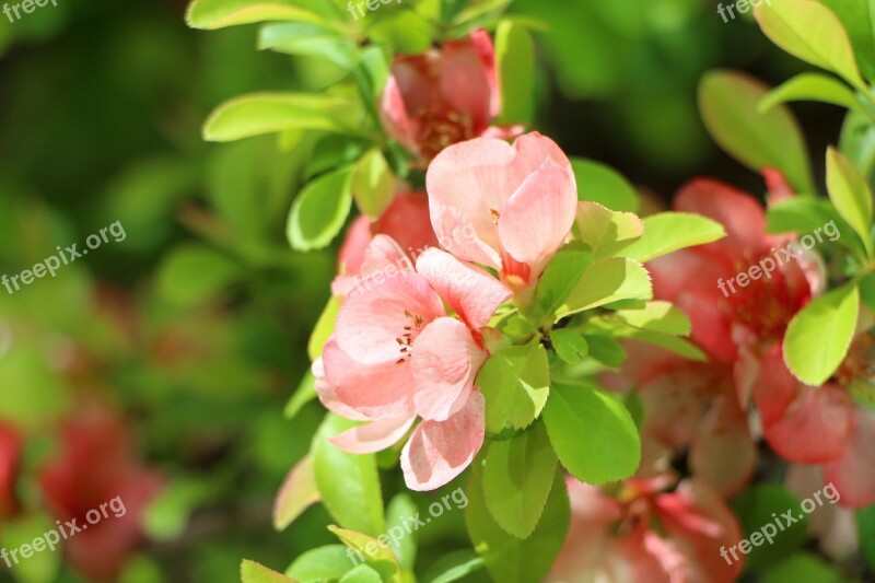 Azalea Spring Azalea Flowers Plants April